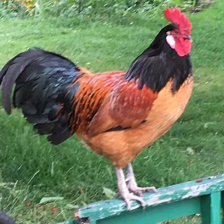 Warmoes Tuinderswoning