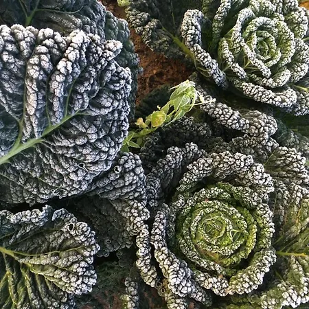 Prázdninový dům Warmoes Tuinderswoning *