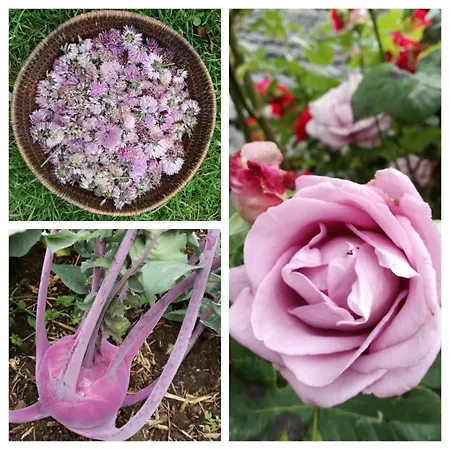 Vakantiehuis Warmoes Tuinderswoning Nijmegen