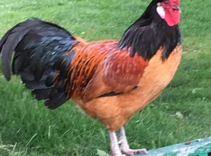 Warmoes Tuinderswoning