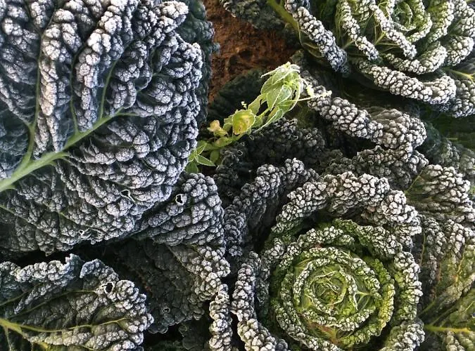 Nyaraló Warmoes Tuinderswoning *