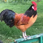 Warmoes Tuinderswoning