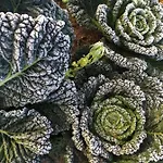 Vakantiehuis Warmoes Tuinderswoning *